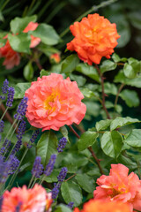 Orange pink rose bud in the garden. Flower red petals bush flowerbed. David Austin roses lavender