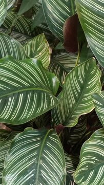 calathea ornata plant