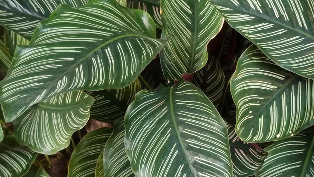 calathea ornata plant