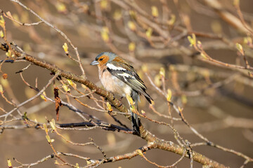 Chaffinch on branch