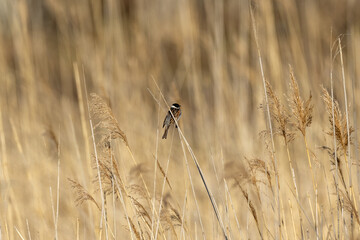 Common reed bunting in the reeds