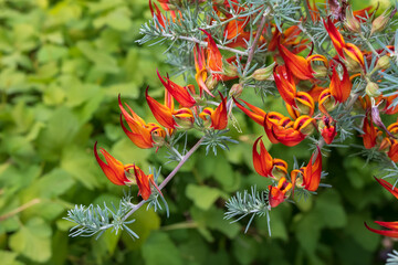 Fototapeta premium Lotus berthelotii plant with orange-red flowers close-up. Lotus vine flower blooms - is a flowering plant endemic to the Canary Islands