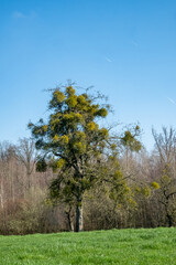 A lone tree with green leaves stands in a meadow against a clear blue sky, surrounded by forest in spring.