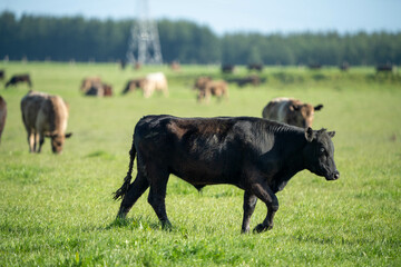herd of cows eating grass in a field in Australia. South African holistic farm management storing carbon in soil. Growing beef and meat in spring