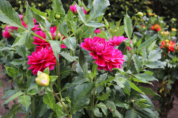 colorful dahlias in the city garden