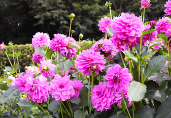 Fototapeta premium colorful dahlias in the city garden