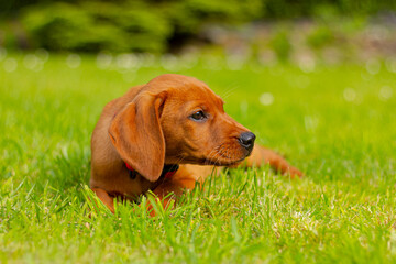 puppy of vizsla dog in meadow in spring time