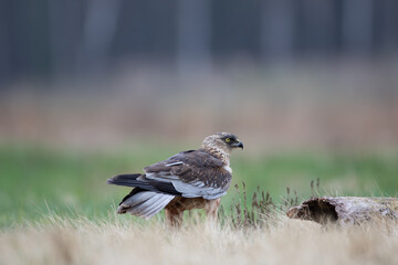 Beautiful bird of prey on a colorful pastel background