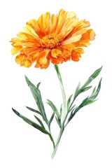 Watercolor Calendula Flower Blossom Isolated on Pure White