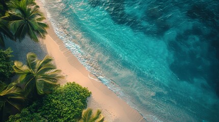 Top down view of the palm leaf beach.
