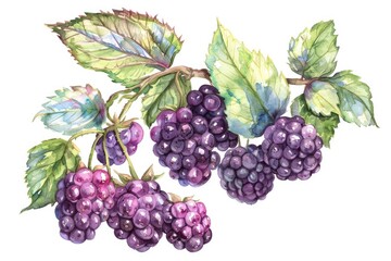 Fototapeta premium Watercolor Illustration of Ripe Blackberries and Green Leaves on White Background