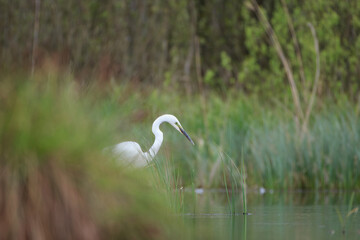 A heron hidden among the grass in the lake