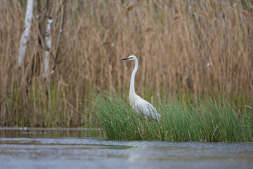 A heron standing among the grass on the lake with reeds in the background