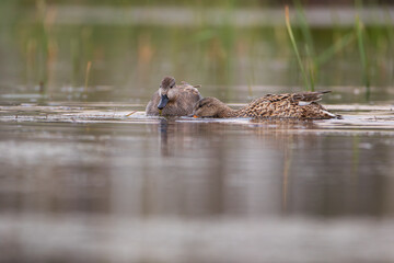 A pair of ducks in the water on a warm sunny day