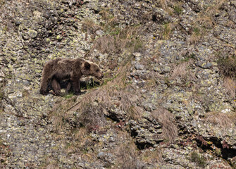 Spectacular day seeing brown bears in Asturias!