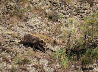 Spectacular day seeing brown bears in Asturias!