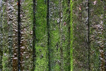 Fototapeta premium Wet stone wall with green moss as background