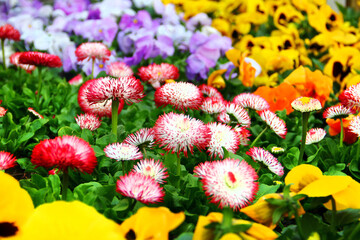 Bellis perennis, or common daisy flowers in a garden