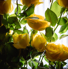 roses on table
