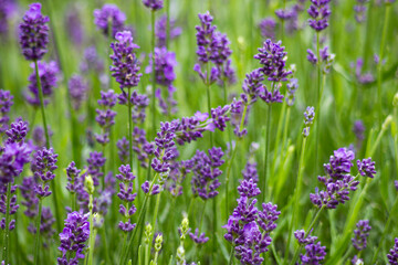 lavender flowers in a garden