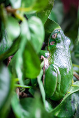 In the lush green foliage, a green frog symbolizes harmony with nature and wildlife in its environment