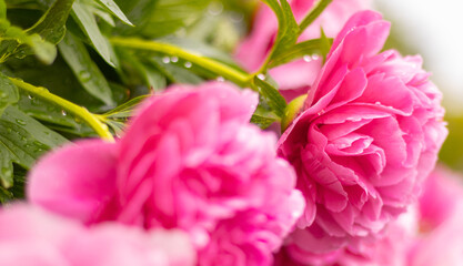 spring pink flowers in garden, peony bloom