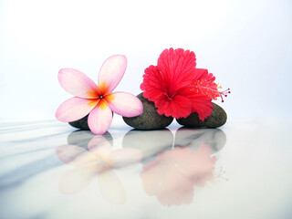 Set of hibiscus and pebbles isolated on white stone