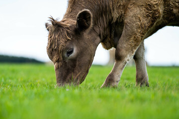 Fototapeta premium beautiful cattle in Australia eating grass, grazing on pasture. Herd of cows free range beef being regenerative raised on an agricultural farm. Sustainable farming 