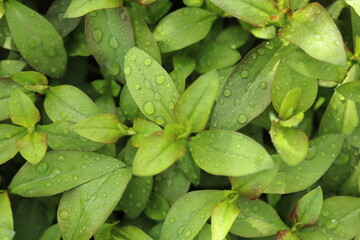 Young green azalea leaves with drops of fresh summer rain.
