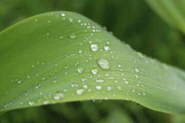 Bright droplets of summer rain on the surface of long tulip leaves.