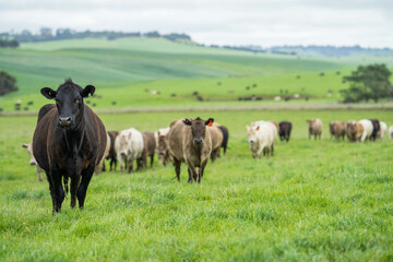 beautiful cattle in Australia  eating grass, grazing on pasture. Herd of cows free range beef being regenerative raised on an agricultural farm. Sustainable farming 