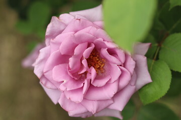 A lush large pale purple rose with young green leaves.