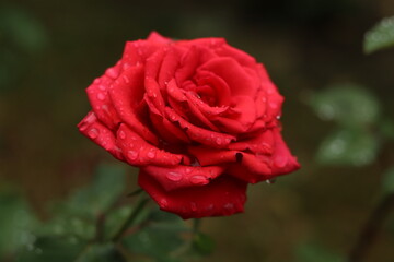 Light red rose after summer rain on a dark background.