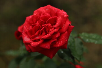 Light red rose with drops of summer rain on the petals.
