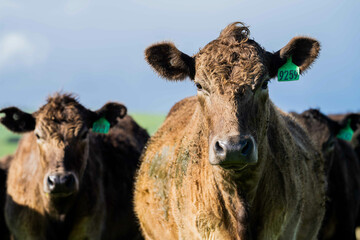 livestock restoring landscape through farming with cows