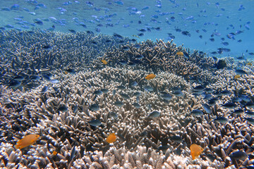 Indonesia Bunaken - Marine life Coral reef with tropical fish