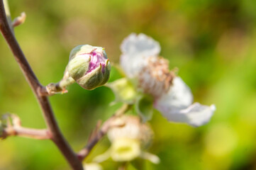 Rebirth in pink: The powerful start of a flower in spring.