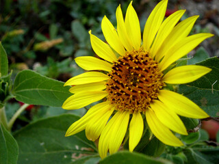 Girasole