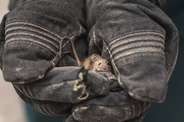 Obraz premium Mouse in gloved hands. Rodent was caught
