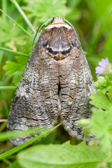 Weidenbohrer aim Gras