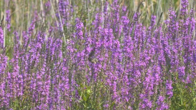 Blooming medicinal meadow grass Lythrum Salicaria or Purple Loostrifire sways in the wind in the meadow. Selective focus