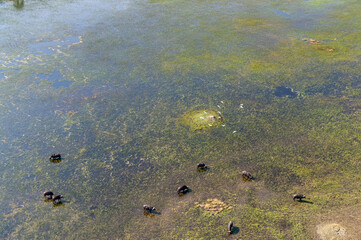Arial telephoto shot of an African Buffalo -Syncerus caffer- grazing in the Okavango Delta wetlands, Botswana.