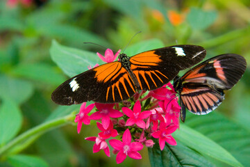 Heliconius erato sp butterfly sits on a flower in Mindo, ecuador