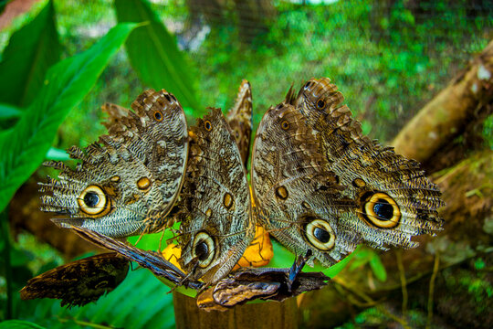 Caligos butterflys, aka the Owl butterfly on a perch in Mindo, Ecuador