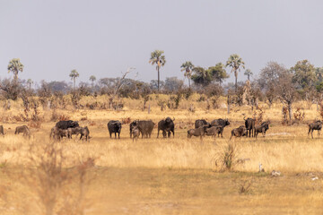Telephoto shot of a herd of blue wildebeest - Connochaetes taurinus- standing on the Okavango...