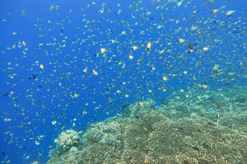 Indonesia Bunaken - Marine life Coral reef with tropical fish