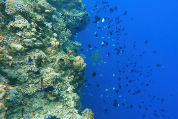 Indonesia Bunaken - Marine life Coral reef with tropical fish and sea turtle