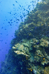 Indonesia Bunaken - Marine life Coral reef with tropical fish and sea turtle