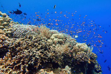 Naklejka premium Indonesia Bunaken - Marine life Coral reef with tropical fish