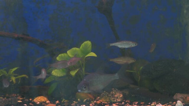 Young bream and roach swims in the aquarium. Freshwater river fish in an aquarium. Selective focus